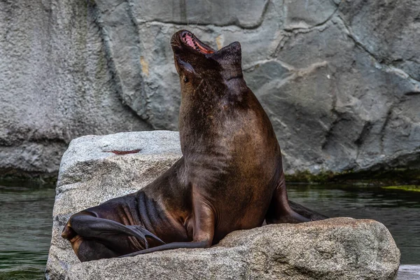 Zuid Amerikaanse Zeeleeuw Otaria Flavescens Voorheen Otaria Byronia Ook Wel — Stockfoto