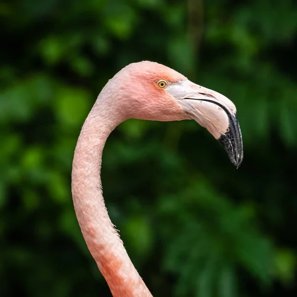 Американский Фламинго Phoenicopterus Ruber Большой Вид Фламинго Известный Карибский Фламинго — стоковое фото