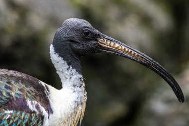 Saman boyunlu Ibis, Threskiornis spinicollis, Threskiornithidae familyasından bir kuş türü..