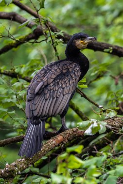 Kuzey yarımküre boyunca büyük siyah karabatak olarak bilinen büyük karabatak, Avustralya 'daki siyah karabatak ve Yeni Zelanda' nın daha güneyindeki siyah karabatak