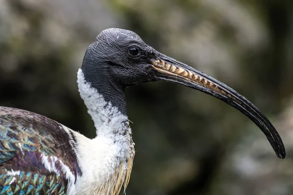 Saman boyunlu Ibis, Threskiornis spinicollis, Threskiornithidae familyasından bir kuş türü..