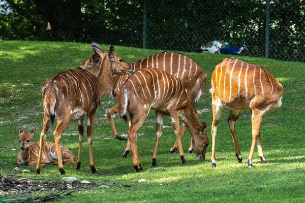 Nyala Tragelaphus Angasii Antílope Cuernos Espirales Nativo Del Sur África — Foto de Stock