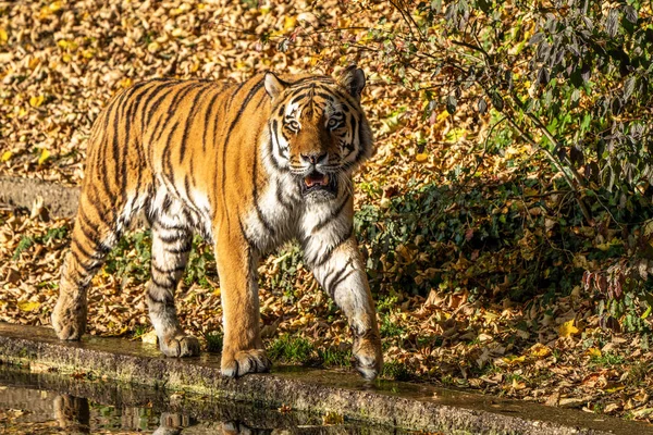 시베리아 호랑이 Panthera Tigris Altaica 세계에서 고양이 동물이다 — 스톡 사진