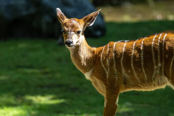 Una Niñita Nyala Tragelaphus Angasii Antílope Cuernos Espirales Nativo Del — Foto de Stock