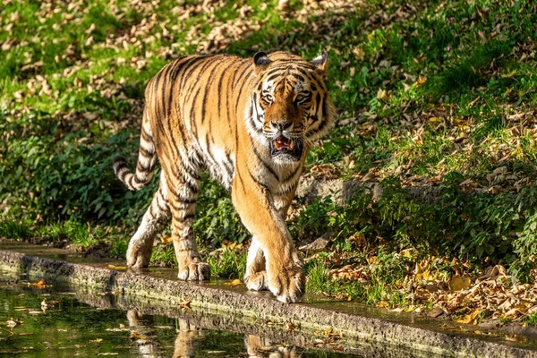 시베리아 호랑이 Panthera Tigris Altaica 세계에서 고양이 동물이다 — 스톡 사진