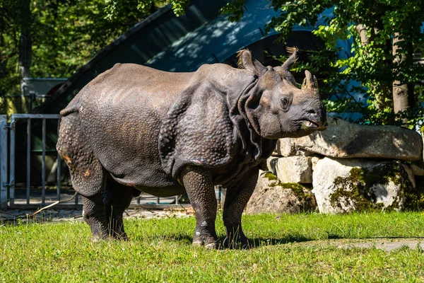 Rinoceronte Indio Rhinoceros Unicornis También Llama Rinoceronte Cuerno Mayor Rinoceronte — Foto de Stock