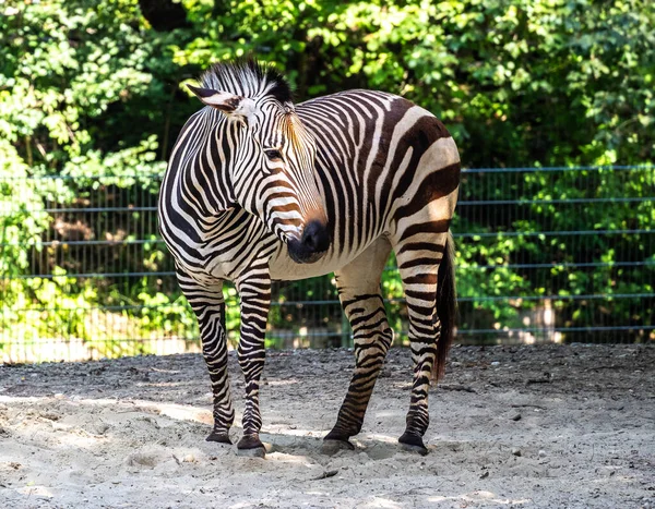 Горная Зебра Хартмана Equus Zebra Hartmannae Является Подвидом Горной Зебры — стоковое фото