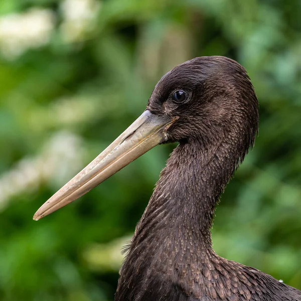 Burung Bangau Hitam Ciconia Nigra Adalah Burung Besar Dalam Keluarga — Stok Foto