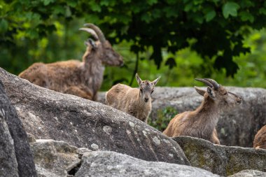 Erkek dağ keçisi - Capra dağ keçisi hayvanat bahçesinde