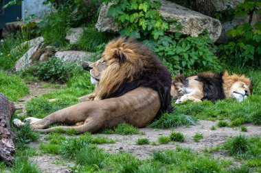 Aslan, Panthera leo, Panthera cinsindeki dört büyük kediden biridir ve Felidae familyasının bir üyesidir..