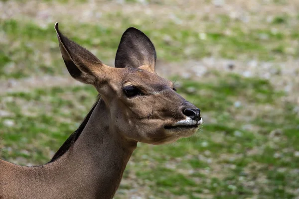 Közföld Taurotragus Oryx Más Néven Déli Szárazföld Vagy Szárazföldi Antilop — Stock Fotó