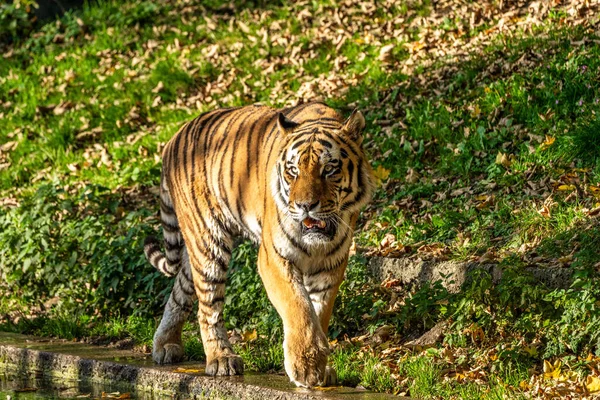 Szibériai Tigris Panthera Tigris Altaica Legnagyobb Macska Világon — Stock Fotó