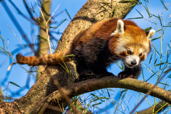 Panda Rojo Ailurus Fulgens También Llamado Panda Menor Oso Gato — Foto de Stock