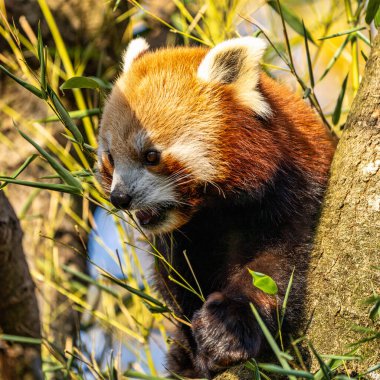 Kırmızı panda, Ailurus fulgens, daha küçük panda ve kırmızı kedi ayı olarak da bilinir..