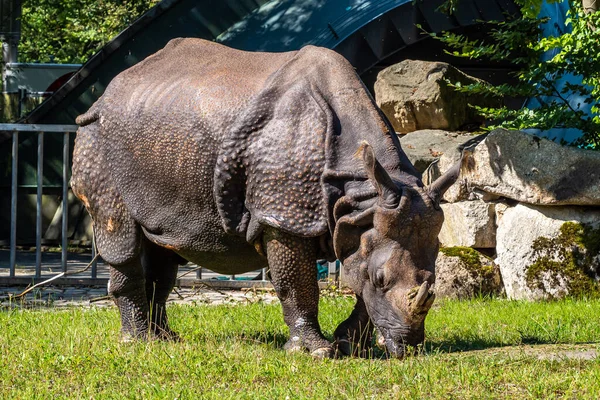 The Indian Rhinoceros, Rhinoceros unicornis is also called Greater One-horned Rhinoceros and Asian One-horned Rhinoceros and belongs to the Rhinocerotidae family.