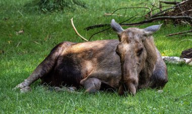 Avrupa geyiği, Alces alces, geyik olarak da bilinir. Vahşi yaşam hayvanı.