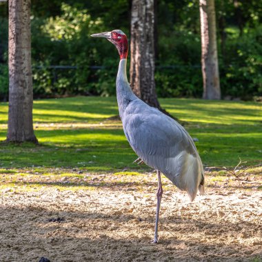 Sarus vinci, Grus antigone Hindistan 'ın Güneydoğu Asya ve Avustralya' nın bazı bölgelerinde bulunan büyük bir göçmen olmayan turnadır..