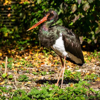 Kara leylek, Ciconia nigra leylek familyasından büyük bir kuş türü..