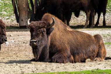 Bizon ya da bizon, bir zamanlar Kuzey Amerika 'da geniş sürüler halinde yaşayan bir bizon türüdür..
