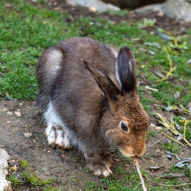 Dağ tavşanı, Lepus timidus. Yazın kahverengi saçlı beyaz tavşan olarak da bilinir.