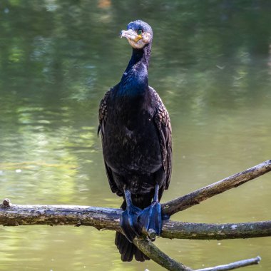 Kuzey yarımküre boyunca büyük siyah karabatak olarak bilinen büyük karabatak, Avustralya 'daki siyah karabatak ve Yeni Zelanda' nın daha güneyindeki siyah karabatak