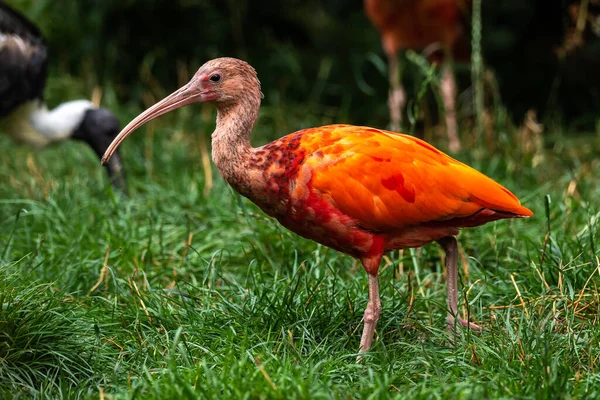 Eudocimus Ruber Est Une Espèce Oiseaux Famille Des Threskiornithidae Habite — Photo