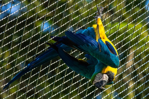 Arara Azul Amarela Ara Ararauna Também Conhecida Como Arara Azul — Fotografia de Stock