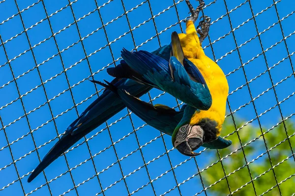 Niebiesko Żółty Macaw Ara Ararauna Znany Również Jako Niebiesko Złoty — Zdjęcie stockowe