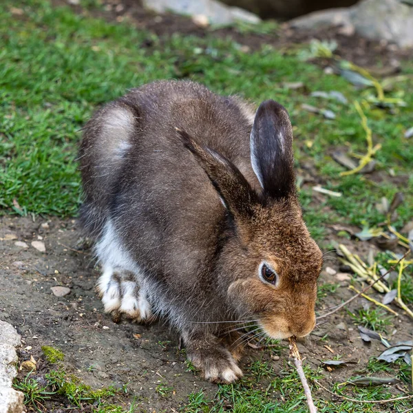 山のウサギ レプス ティミドゥス 夏に茶色の髪の白いウサギとしても知られています — ストック写真