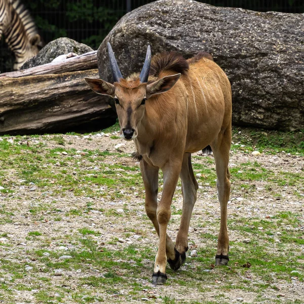 Eland Común Taurotragus Oryx También Conocido Como Eland Meridional Eland — Foto de Stock