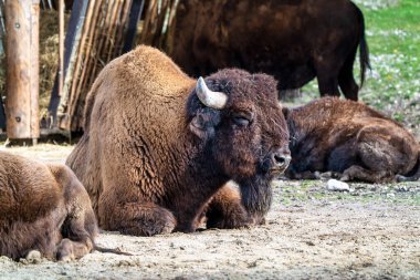 Bizon ya da bizon, bir zamanlar Kuzey Amerika 'da geniş sürüler halinde yaşayan bir bizon türüdür..