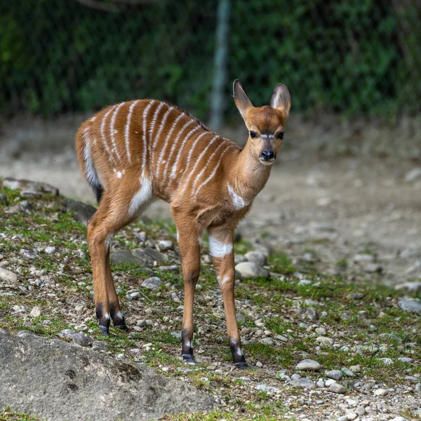 Tragelaphus Angasii 아프리카 남부에 서식하는 나선형 영양이다 보비와 Bovidae Nyala — 스톡 사진