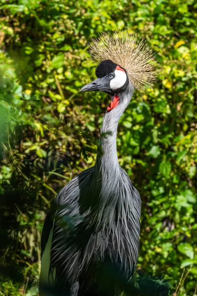 Black Crowned Crane Balearica Pavonina Gruidae Familyasından Bir Kuş Türü — Stok fotoğraf