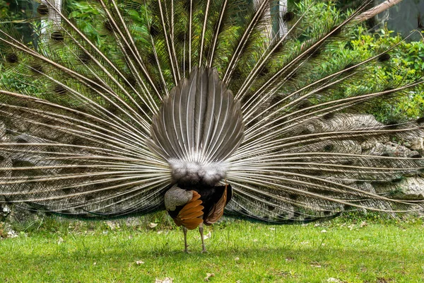 인도의 크리스타 Pavo Cristatus 색깔의 남아시아에 자생하는 공작의 일종이지만 세계의 — 스톡 사진