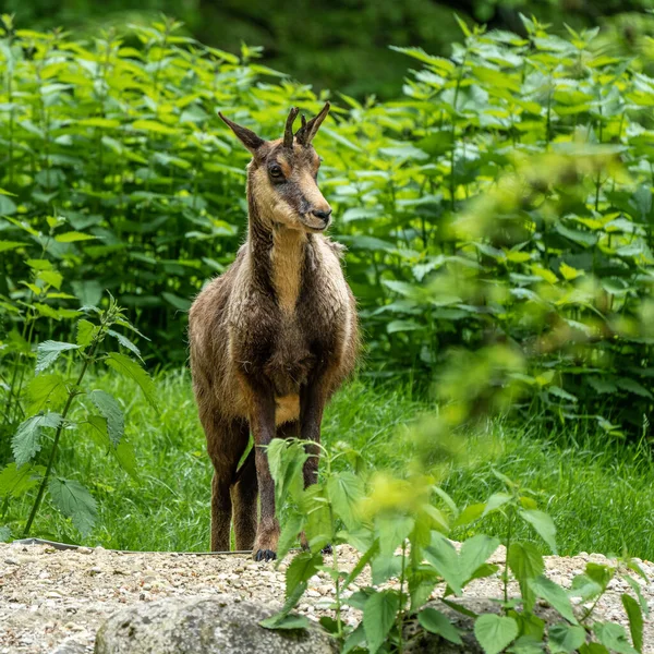 Apennin Zámiš Rupicapra Pyrenaica Ornata Žije Národním Parku Abruzzo Lazio — Stock fotografie