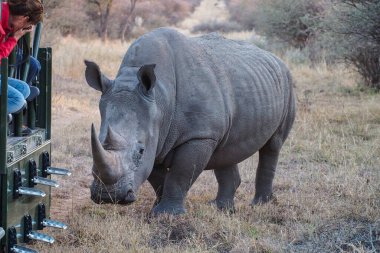 Waterberg, Namibya - 20 Haziran 2019: Siyah Gergedan, Diceros bicornis 'i Etosha Ulusal Parkı' nda, Namibya 'da izleyen fotoğrafçılar