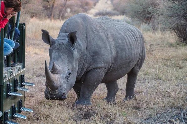 Waterberg Namibia Lipca 2019 Fotografowie Oglądający Black Rhinoceros Diceros Bicornis — Zdjęcie stockowe