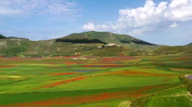 Castelluccio di Norcia 'da gelincikler ve çiçek açan mercimek, ulusal park sibillini dağları, İtalya, Avrupa