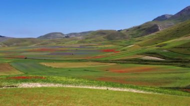 Castelluccio di Norcia 'da gelincikler ve çiçek açan mercimek, ulusal park sibillini dağları, İtalya, Avrupa