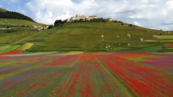 Fioritura Della Lenticchia Con Papaveri Fiordaliso Castelluccio Norcia Parco Nazionale — Video Stock