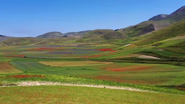 Floração Lentilha Com Papoilas Flores Milho Castelluccio Norcia Parque Nacional — Vídeo de Stock