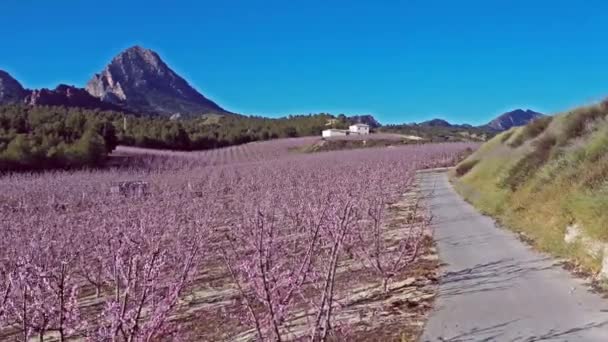 Persikoblomma Cieza Torre Videografi Ett Blomstrande Persikoträd Cieza Murcia Regionen — Stockvideo