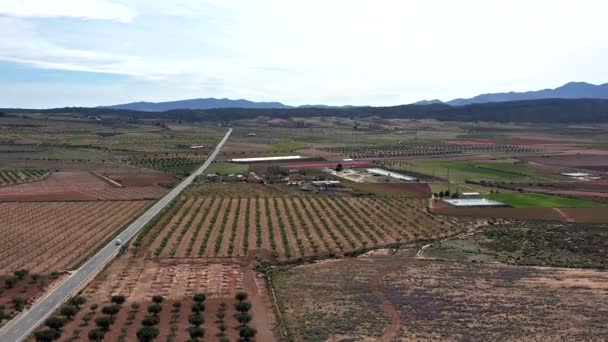 朱米拉的桃花 穆尔西亚地区Jumilla桃树开花的录像 李子和油桃树 西班牙 — 图库视频影像