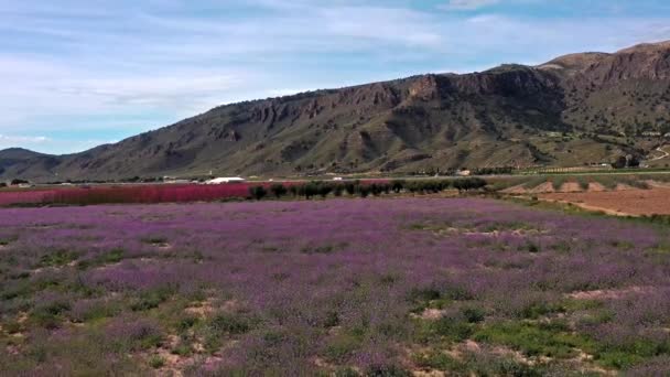 Persikoblomma Jumilla Videografi Blomning Persikoträd Jumilla Murcia Regionen Persiko Plommon — Stockvideo