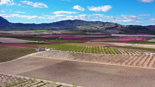 Pfirsichblüte Cieza Obstplantagen Zwischen Mirador Horno Und Macetua Videoaufnahme Einer — Stockvideo