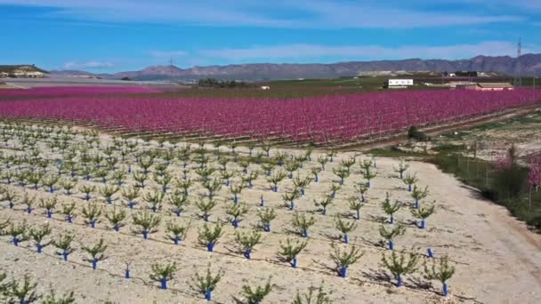 Flor Pêssego Cieza Pomares Entre Mirador Horno Macetua Videografia Florescimento — Vídeo de Stock