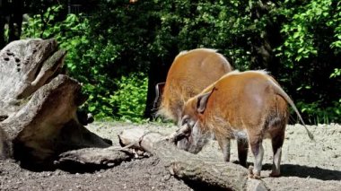 Kızıl nehir domuzu, Potamochoerus porcus, ayrıca çalı domuzu olarak da bilinir. Bu domuzun yer altında yiyecek bulmak için keskin bir koku alma duyusu var..