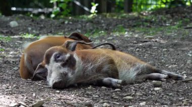 Kızıl nehir domuzu, Potamochoerus porcus, ayrıca çalı domuzu olarak da bilinir. Bu domuzun yer altında yiyecek bulmak için keskin bir koku alma duyusu var..