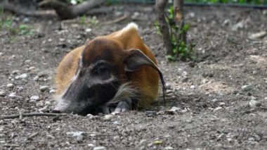 Kızıl nehir domuzu, Potamochoerus porcus, ayrıca çalı domuzu olarak da bilinir. Bu domuzun yer altında yiyecek bulmak için keskin bir koku alma duyusu var..