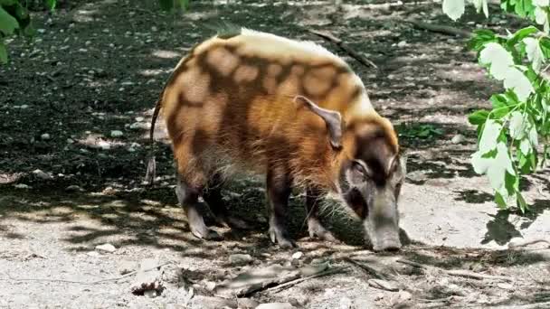 レッド川の豚 Potamochoerus ブッシュ豚として知られる この豚は地下の食べ物を見つけるために臭いの鋭い感覚を持っています — ストック動画